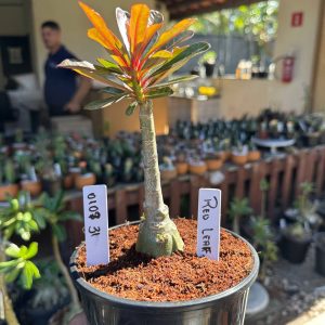 0108 31 Rosa do Deserto Read Leaf