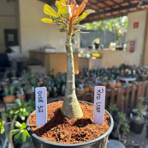 0108 32 Rosa do Deserto Read Leaf