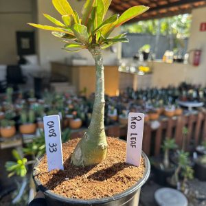 0108 33 Rosa do Deserto Read Leaf