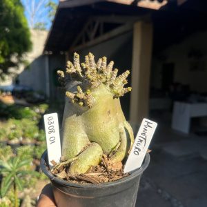 0308 01 Arabicum Minotauro