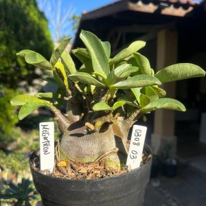 0308 02 Arabicum Megatron