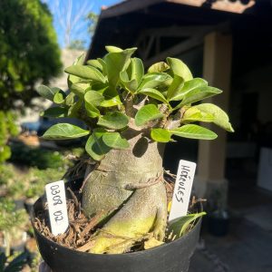 0308 03 Arabicum Hércules