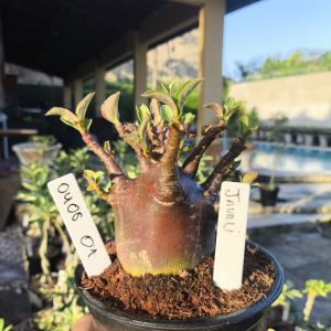 0408 01 Arabicum Javali F3