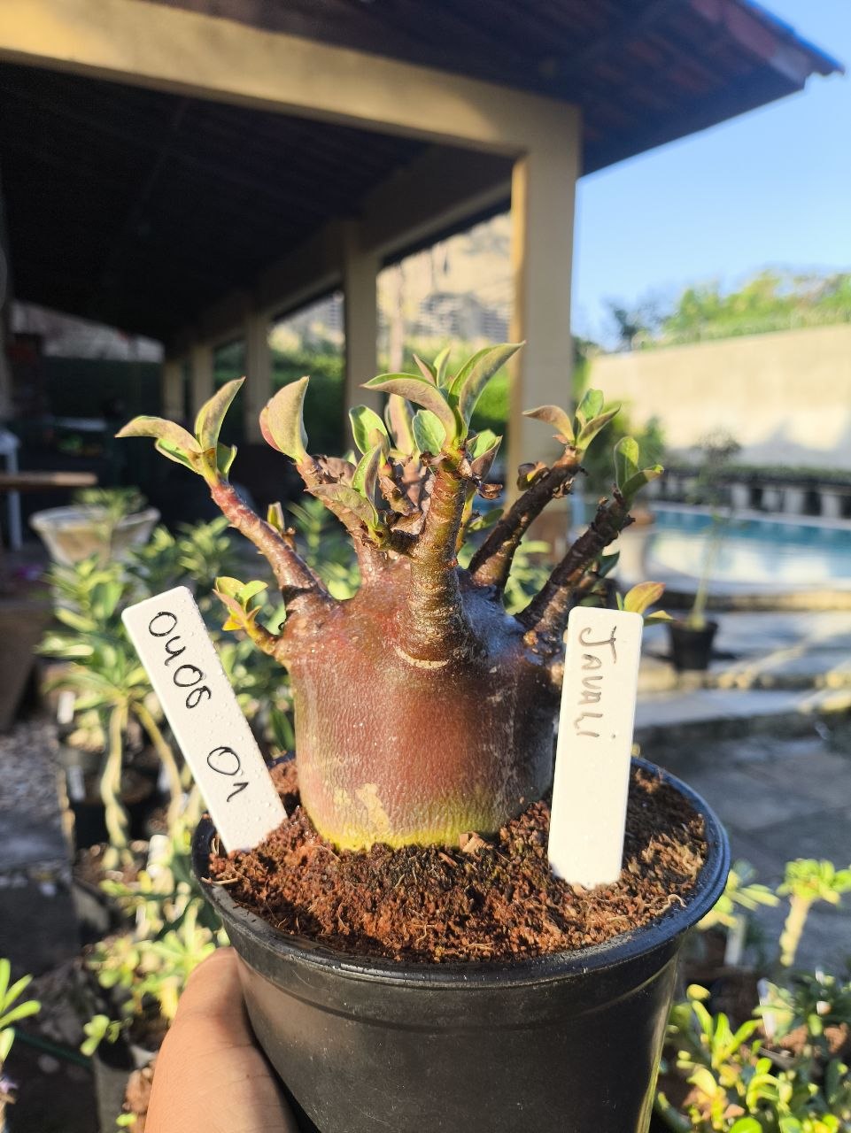 0408 01 Arabicum Javali F3