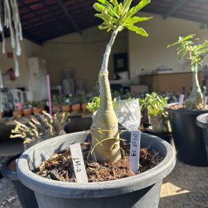 0408 02 Big Caudex Lm2