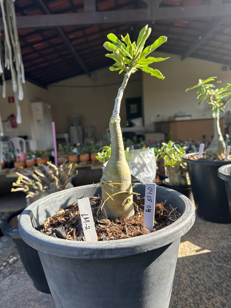 0408 02 Big Caudex Lm2