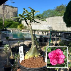 0408 04 Rosa do Deserto Peony Pink