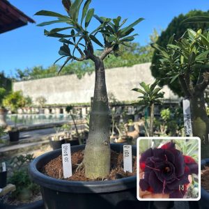 0408 05 Big Caudex P180