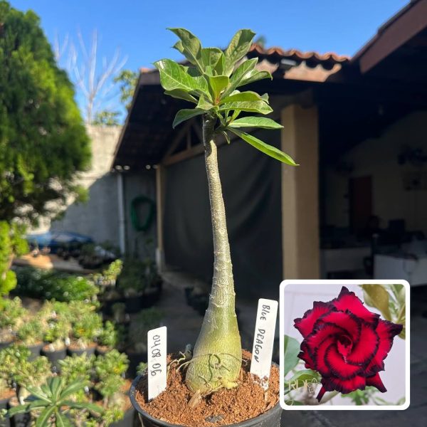 Rosa do Deserto Blue Dragon