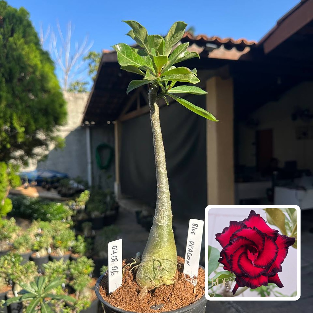 0408 06 Rosa do Deserto Blue Dragon