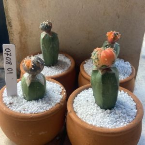 0708 01 Cacto Kit Astrophytum Variegata
