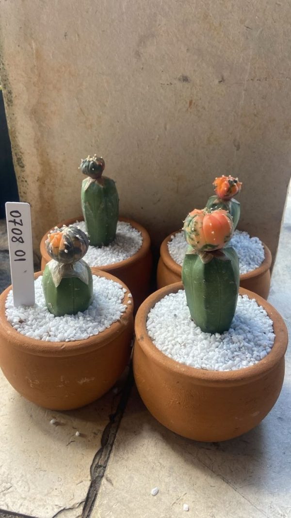 Cacto Kit Astrophytum Variegata