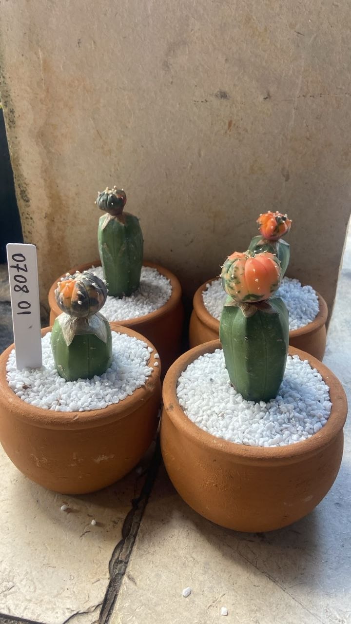 0708 01 Cacto Kit Astrophytum Variegata