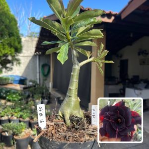 0708 16 Big Caudex P180