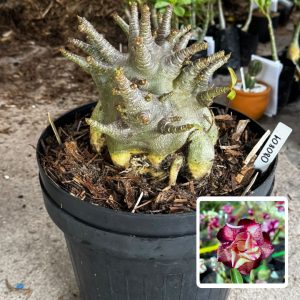 0808 01 Arabicum Spartacus - Adulta