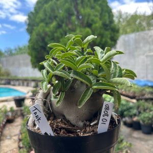 0808 01 Arabicum Tank