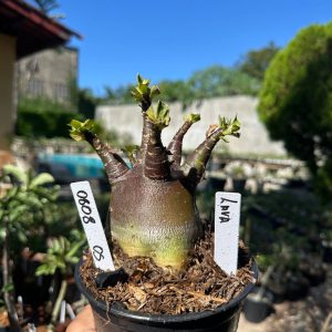 0808 02 Arabicum Lava F3