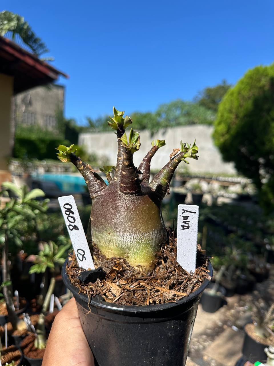 0808 02 Arabicum Lava F3