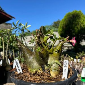 0808 03 Arabicum Dhofarense - Adulta