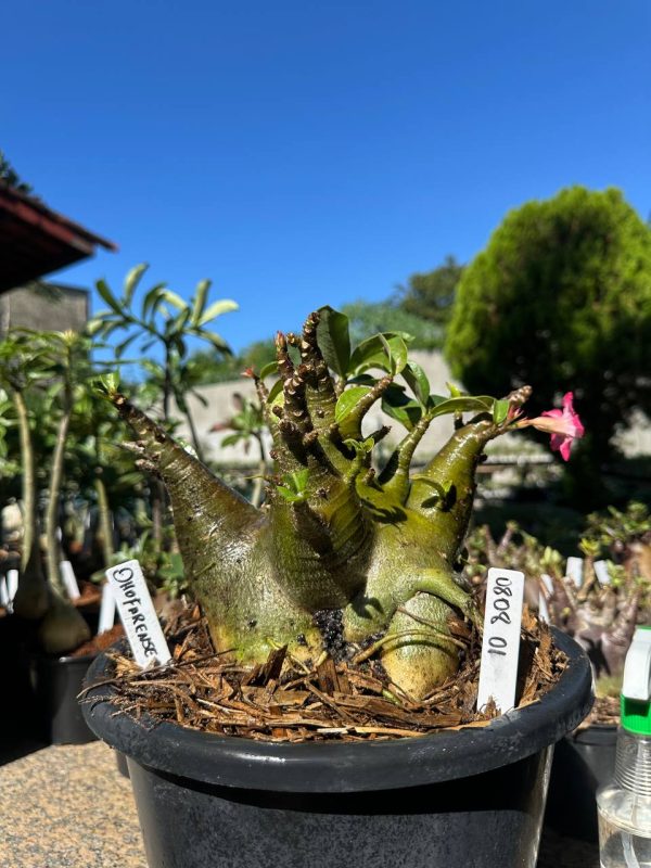 Arabicum Dhofarense - Adulta