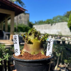 0808 03 Arabicum PoseidonF3