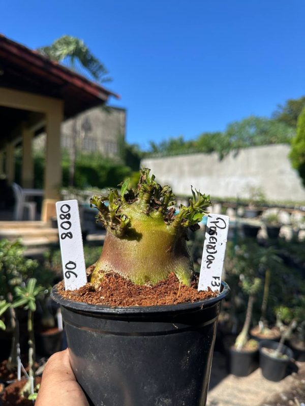 Arabicum PoseidonF3