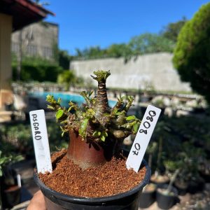 0808 04 Arabicum Asgard F3