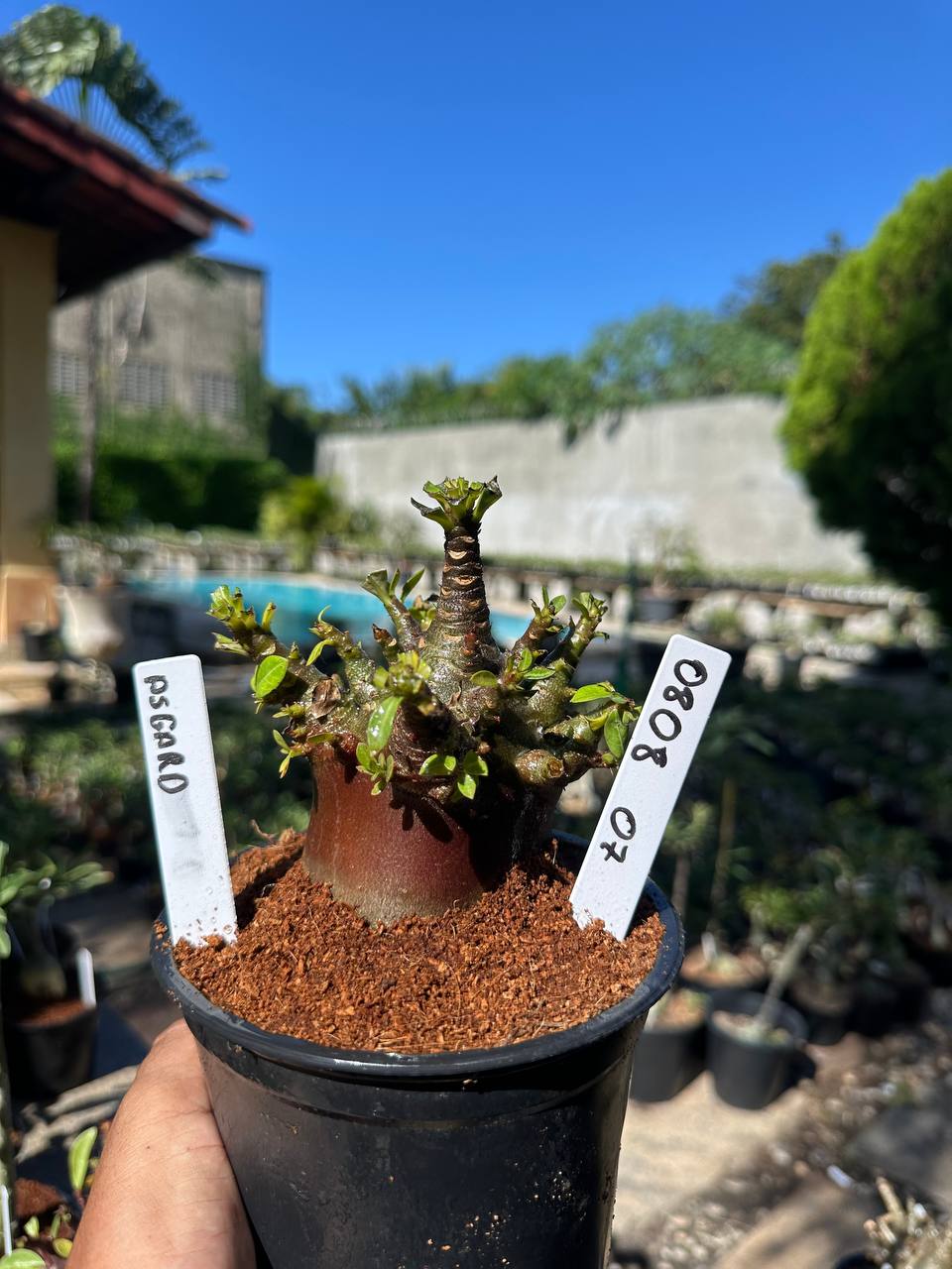 0808 04 Arabicum Asgard F3