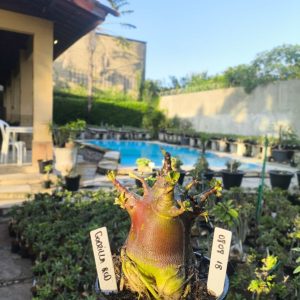 0808 18 Arabicum Godzilla Red
