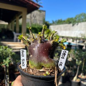 0808 05 Arabicum Hulk Black F3