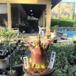 0808 19 Arabicum Red Skin