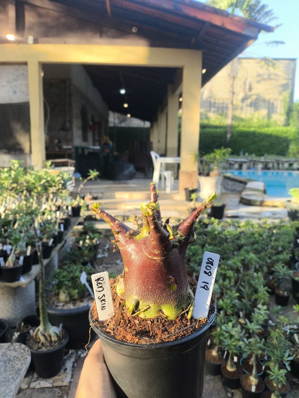0808 19 Arabicum Red Skin