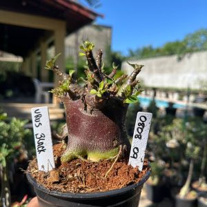 0808 06 Arabicum Urus Black F3