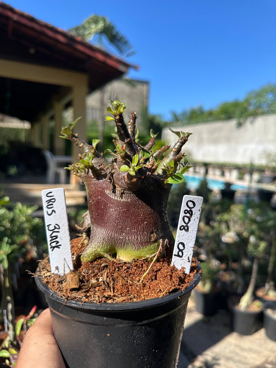 0808 06 Arabicum Urus Black F3