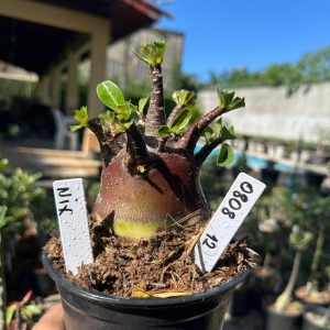 0808 09 Arabicum Nix F3
