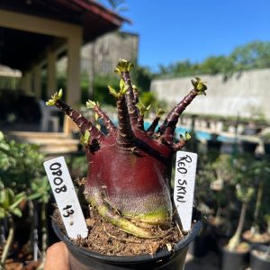 0808 10 Arabicum Red Skin F3