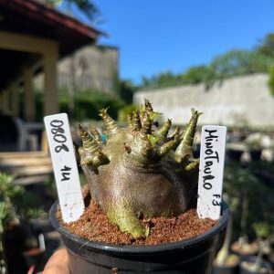 0808 11 Arabicum Minotauro f3 F3