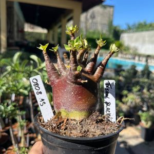 0808 12 Arabicum Tyson Black F3