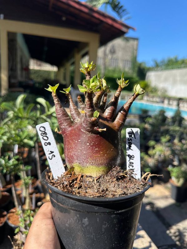 Arabicum Tyson Black F3