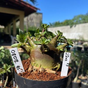 0808 13 Arabicum Zeus f3 F3