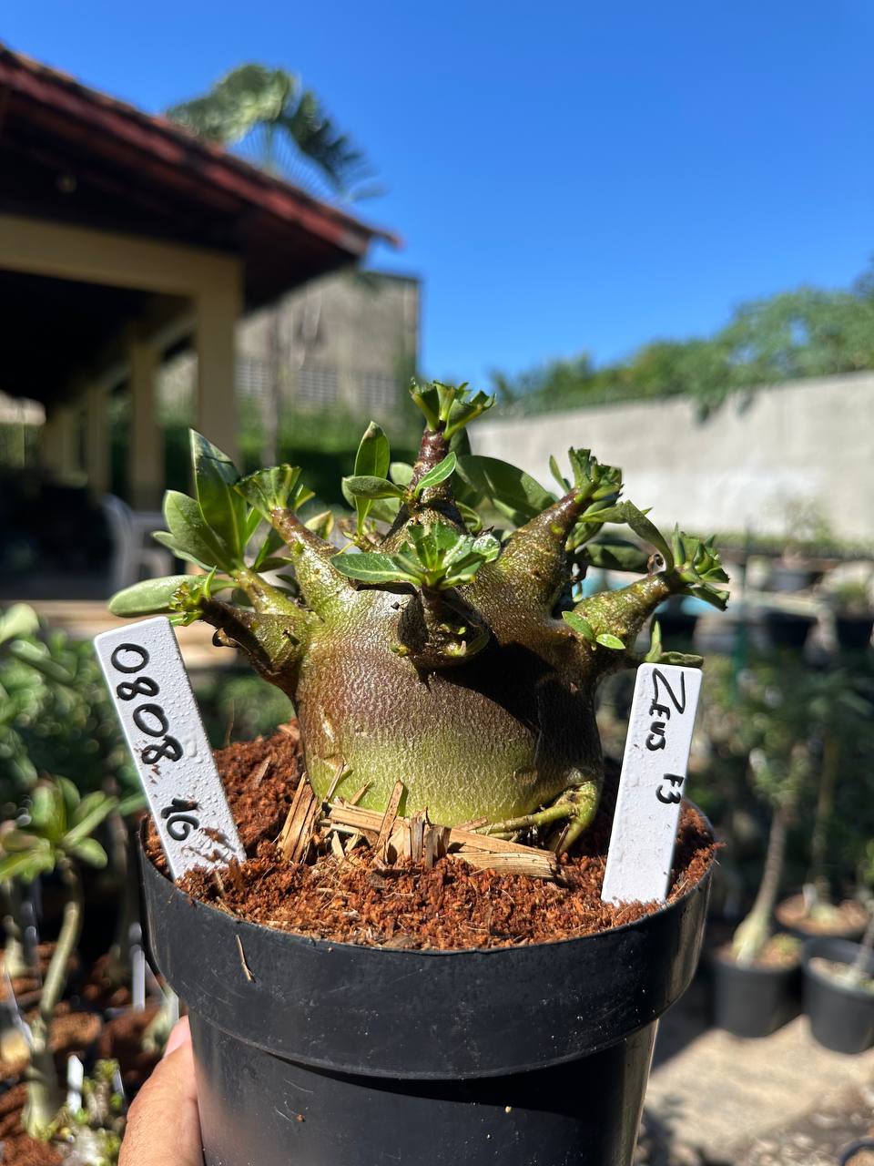 0808 13 Arabicum Zeus f3 F3