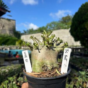 1008 01 Arabicum Big Foot