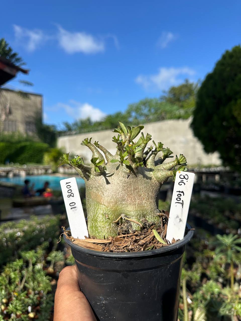 1008 01 Arabicum Big Foot