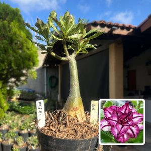 1008 01 Big Caudex Rubi