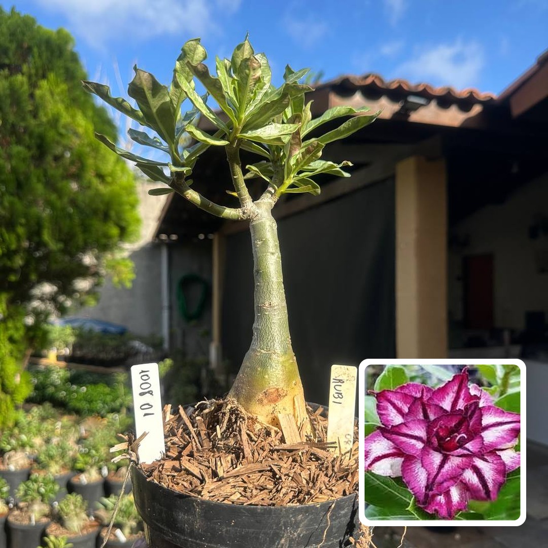 1008 01 Big Caudex Rubi
