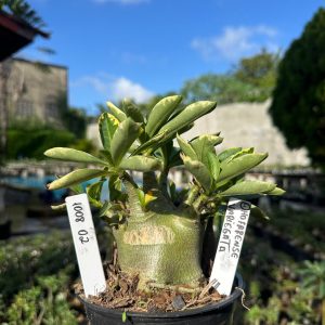 1008 02 Arabicum Dhofarense Variegata