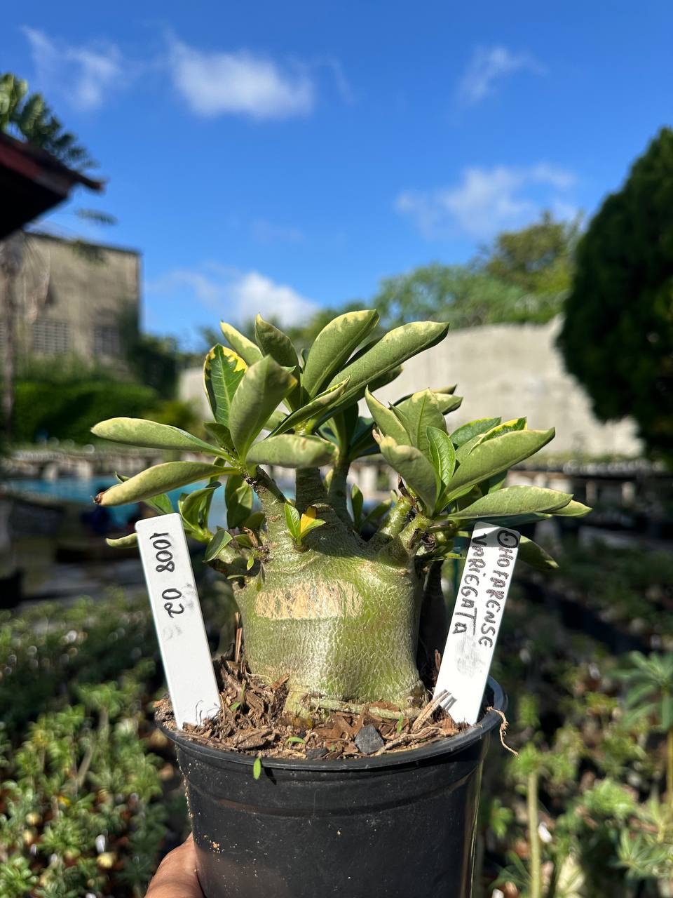 1008 02 Arabicum Dhofarense Variegata