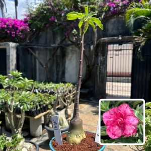 1008 03 Anaconda Peony Pink