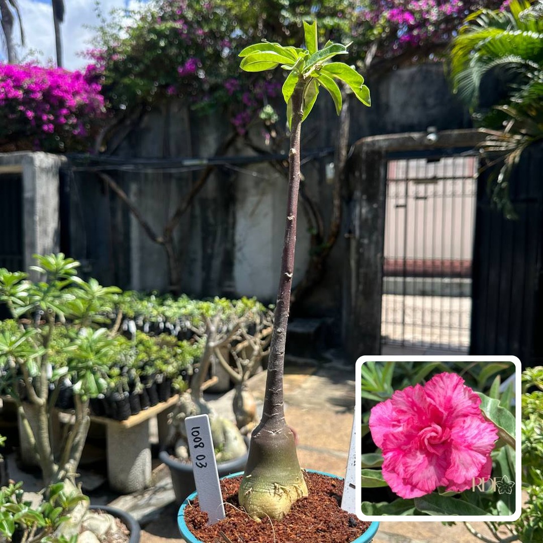 1008 03 Anaconda Peony Pink