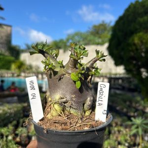 1008 04 Arabicum Dhofarense Tigrada